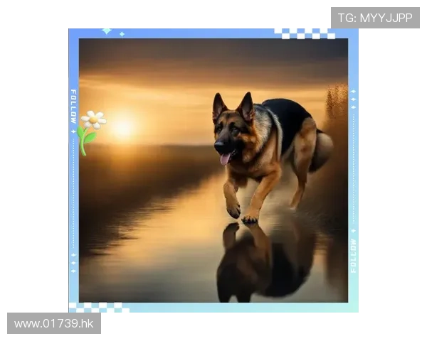 忠诚的守护者，自然的精灵——丰山犬的魅力之旅